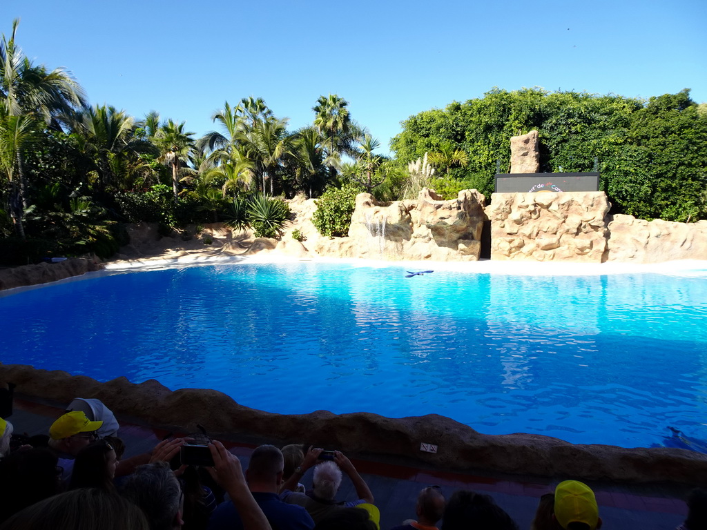 Blue-and-yellow Macaw at the Dolphinarium at the Loro Parque zoo, just before the Dolphin show