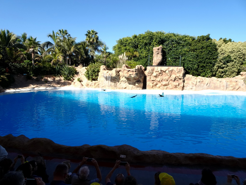 Hyacinth Macaw and Blue-and-yellow Macaws at the Dolphinarium at the Loro Parque zoo, just before the Dolphin show