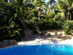 Hyacinth Macaw and Blue-and-yellow Macaws at the Dolphinarium at the Loro Parque zoo, just before the Dolphin show