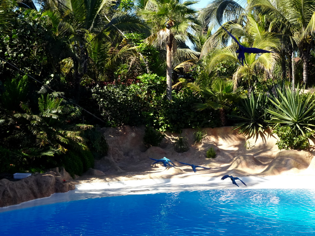 Hyacinth Macaw and Blue-and-yellow Macaws at the Dolphinarium at the Loro Parque zoo, just before the Dolphin show