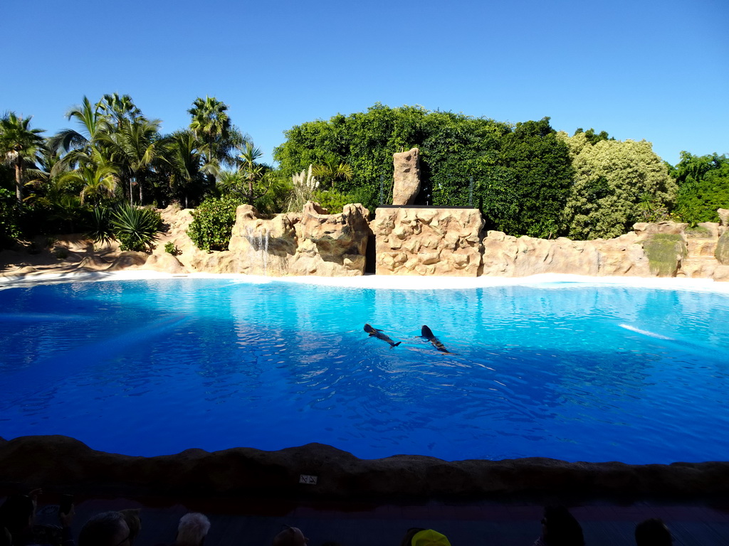 Dolphins at the Dolphinarium at the Loro Parque zoo, just before the Dolphin show