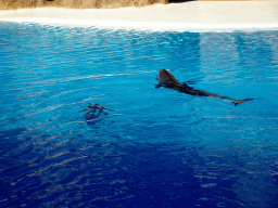 Dolphins at the Dolphinarium at the Loro Parque zoo, just before the Dolphin show