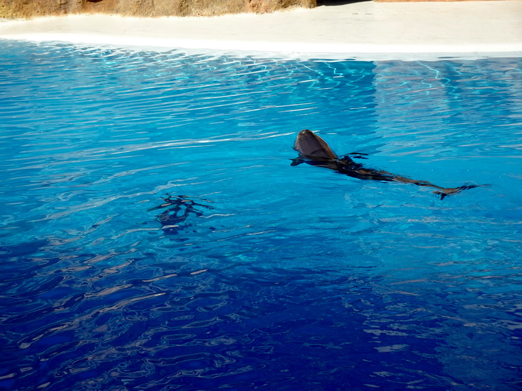 Dolphins at the Dolphinarium at the Loro Parque zoo, just before the Dolphin show