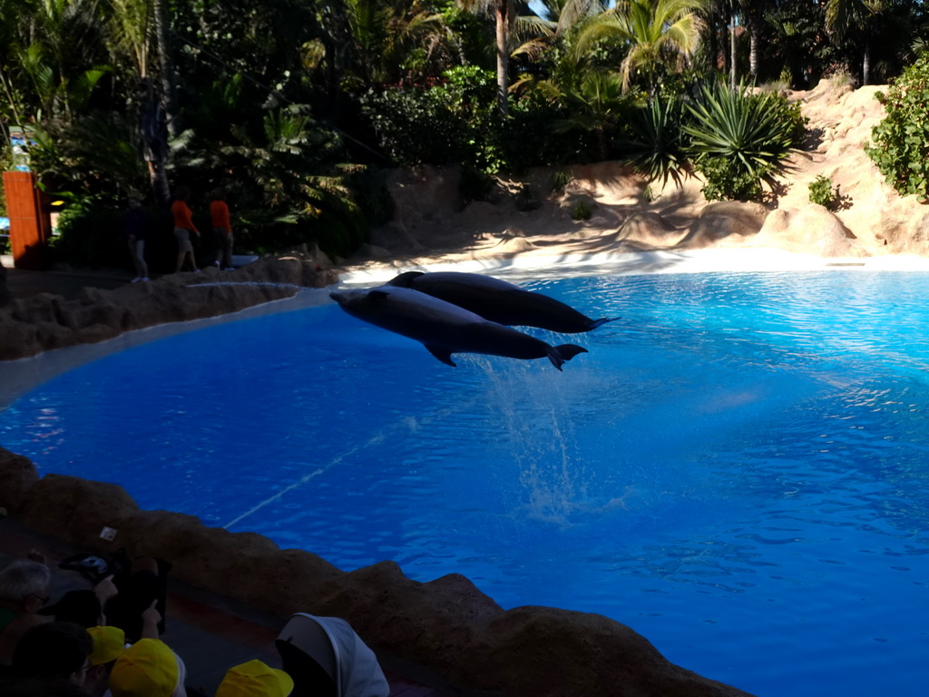 Dolphins at the Dolphinarium at the Loro Parque zoo, during the Dolphin show