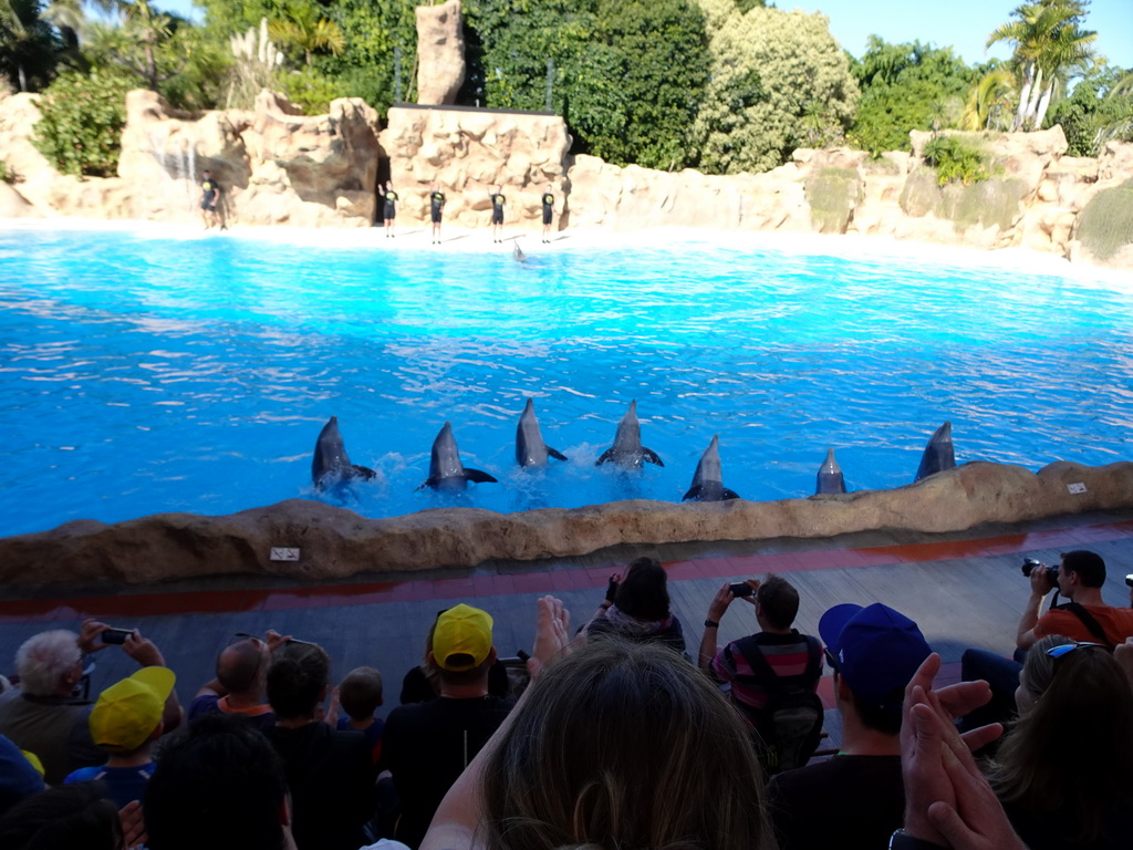 Zookeepers and Dolphins at the Dolphinarium at the Loro Parque zoo, during the Dolphin show