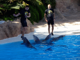 Zookeepers and Dolphins at the Dolphinarium at the Loro Parque zoo, during the Dolphin show