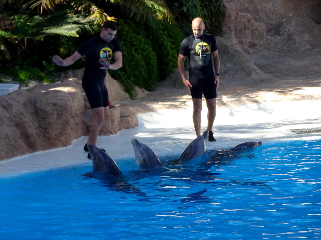 Zookeepers and Dolphins at the Dolphinarium at the Loro Parque zoo, during the Dolphin show