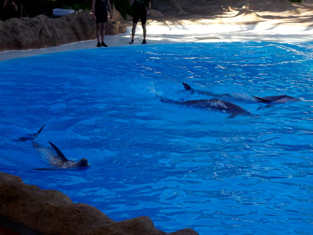 Zookeepers and Dolphins at the Dolphinarium at the Loro Parque zoo, during the Dolphin show