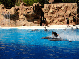 Zookeepers and Dolphins at the Dolphinarium at the Loro Parque zoo, during the Dolphin show