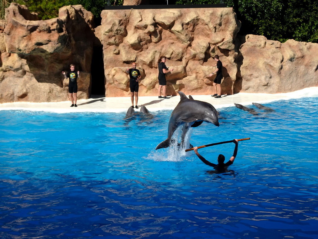 Zookeepers and Dolphins jumping over a stick at the Dolphinarium at the Loro Parque zoo, during the Dolphin show