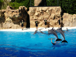 Zookeepers and Dolphins jumping over a stick at the Dolphinarium at the Loro Parque zoo, during the Dolphin show