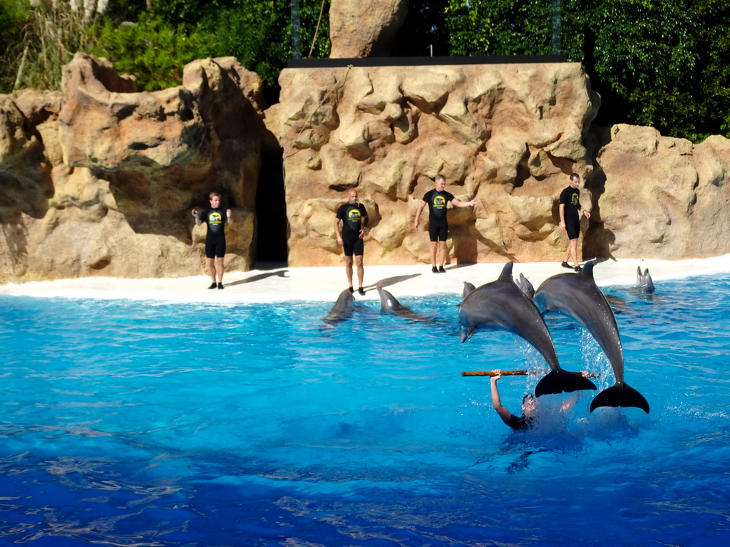 Zookeepers and Dolphins jumping over a stick at the Dolphinarium at the Loro Parque zoo, during the Dolphin show