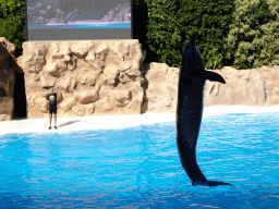 Zookeeper and Dolphin at the Dolphinarium at the Loro Parque zoo, during the Dolphin show