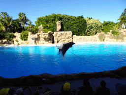 Zookeepers and Dolphins jumping over a rope at the Dolphinarium at the Loro Parque zoo, during the Dolphin show