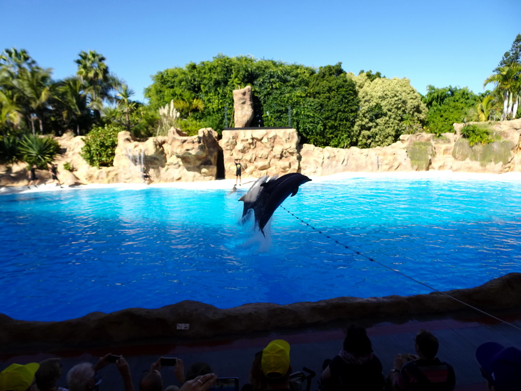 Zookeepers and Dolphins jumping over a rope at the Dolphinarium at the Loro Parque zoo, during the Dolphin show