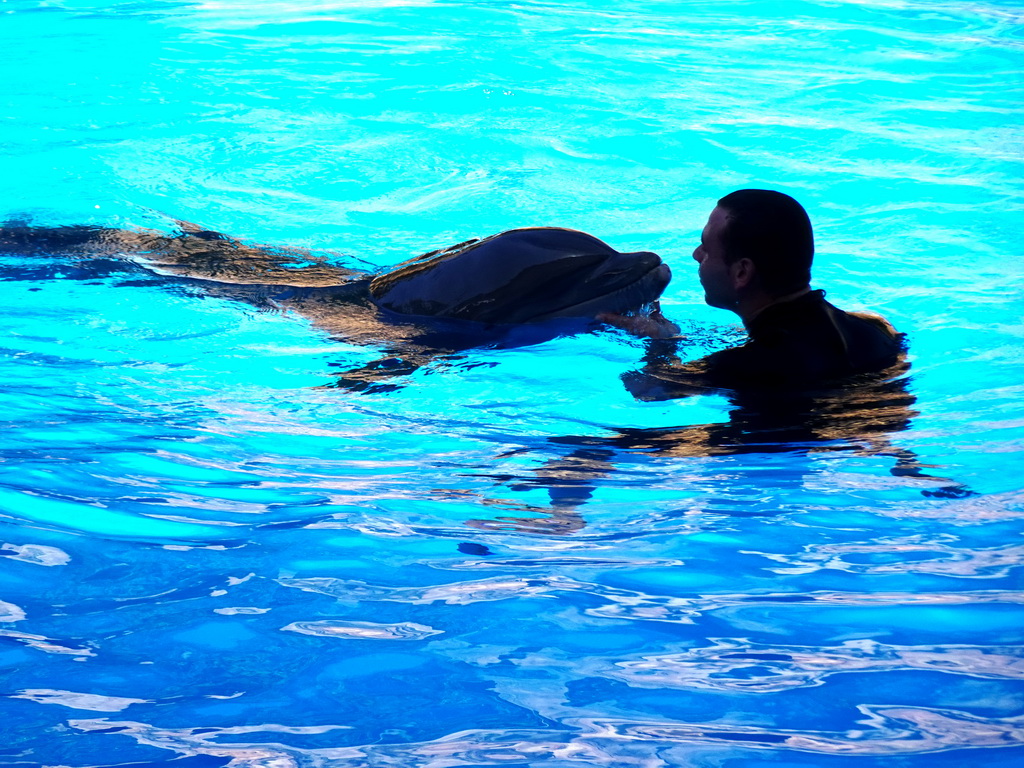 Zookeeper and Dolphin at the Dolphinarium at the Loro Parque zoo, during the Dolphin show