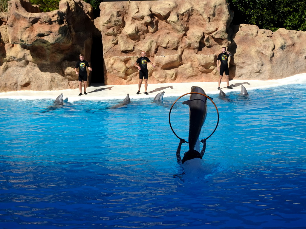 Zookeepers and Dolphins jumping through a hoop at the Dolphinarium at the Loro Parque zoo, during the Dolphin show