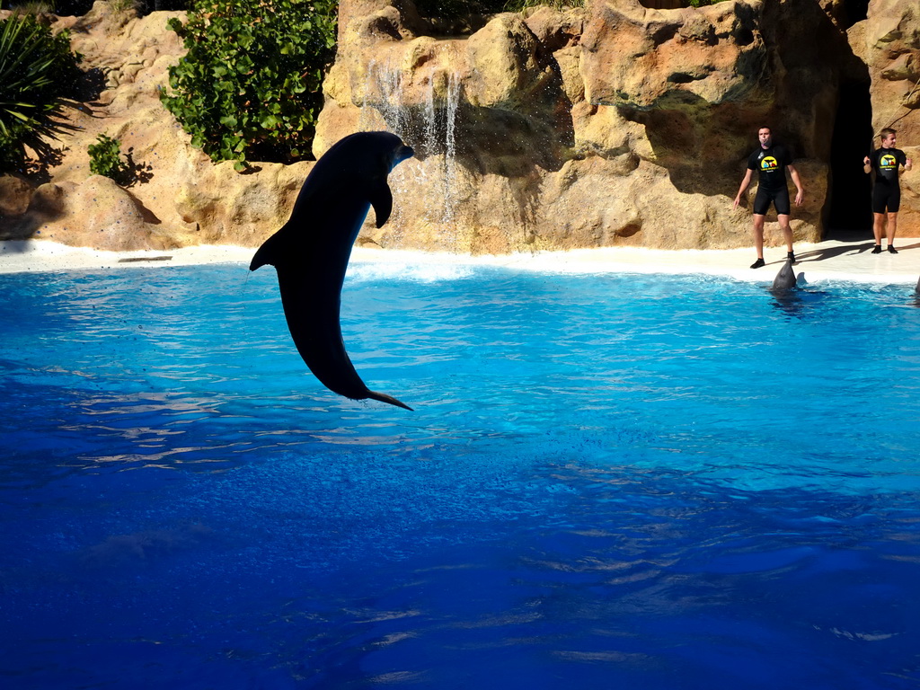 Zookeepers and Dolphins at the Dolphinarium at the Loro Parque zoo, during the Dolphin show