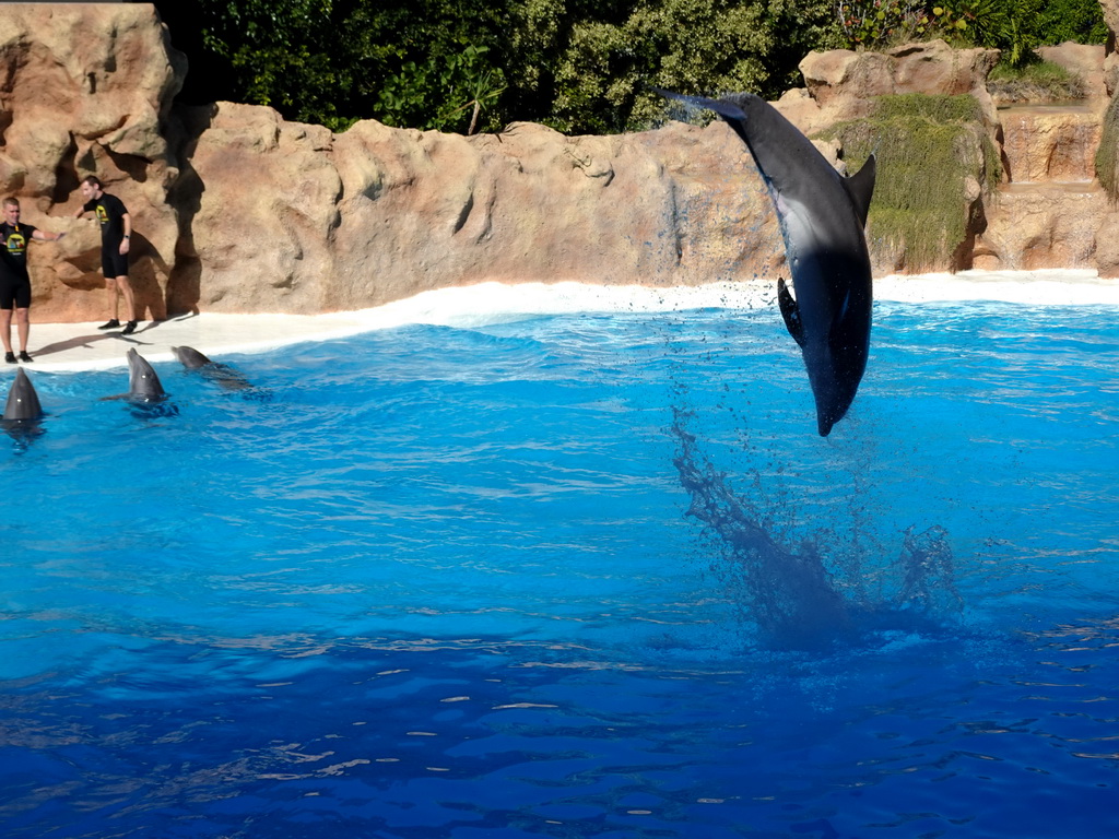 Zookeepers and Dolphins at the Dolphinarium at the Loro Parque zoo, during the Dolphin show