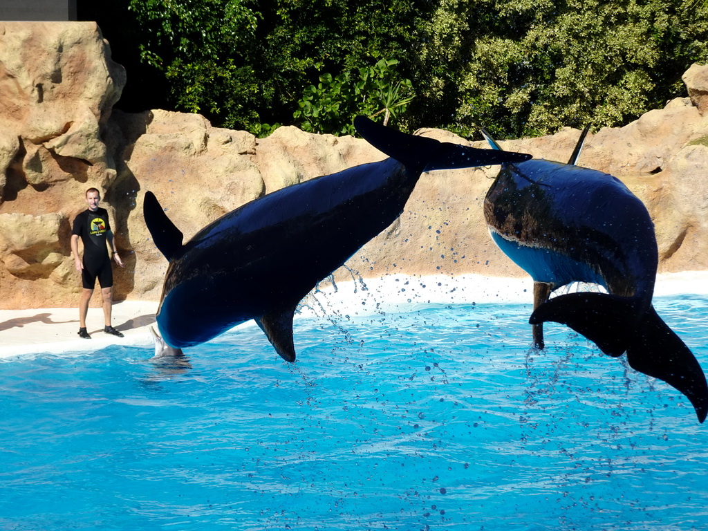 Zookeeper and Dolphins at the Dolphinarium at the Loro Parque zoo, during the Dolphin show