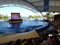 Zookeeper and Orca at the Orca Ocean at the Loro Parque zoo, during the Orca show