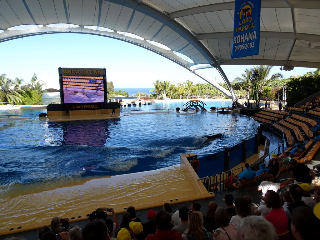 Zookeeper and Orca at the Orca Ocean at the Loro Parque zoo, during the Orca show