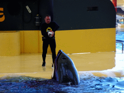 Zookeeper and Orca at the Orca Ocean at the Loro Parque zoo, during the Orca show