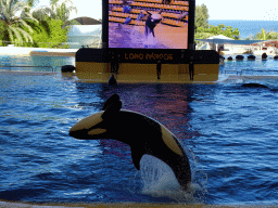 Zookeepers and Orcas at the Orca Ocean at the Loro Parque zoo, during the Orca show