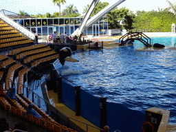 Orca at the Orca Ocean at the Loro Parque zoo, during the Orca show