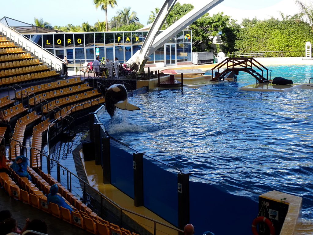 Orca at the Orca Ocean at the Loro Parque zoo, during the Orca show