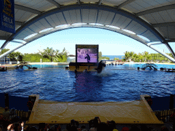 Zookeepers and Orcas at the Orca Ocean at the Loro Parque zoo, during the Orca show