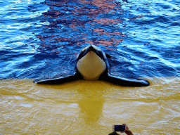 Orca at the Orca Ocean at the Loro Parque zoo, during the Orca show
