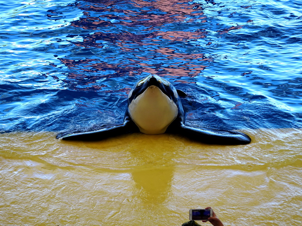 Orca at the Orca Ocean at the Loro Parque zoo, during the Orca show
