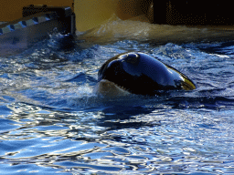 Orca at the Orca Ocean at the Loro Parque zoo, during the Orca show