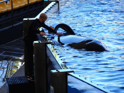 Zookeeper and Orca at the Orca Ocean at the Loro Parque zoo, during the Orca show