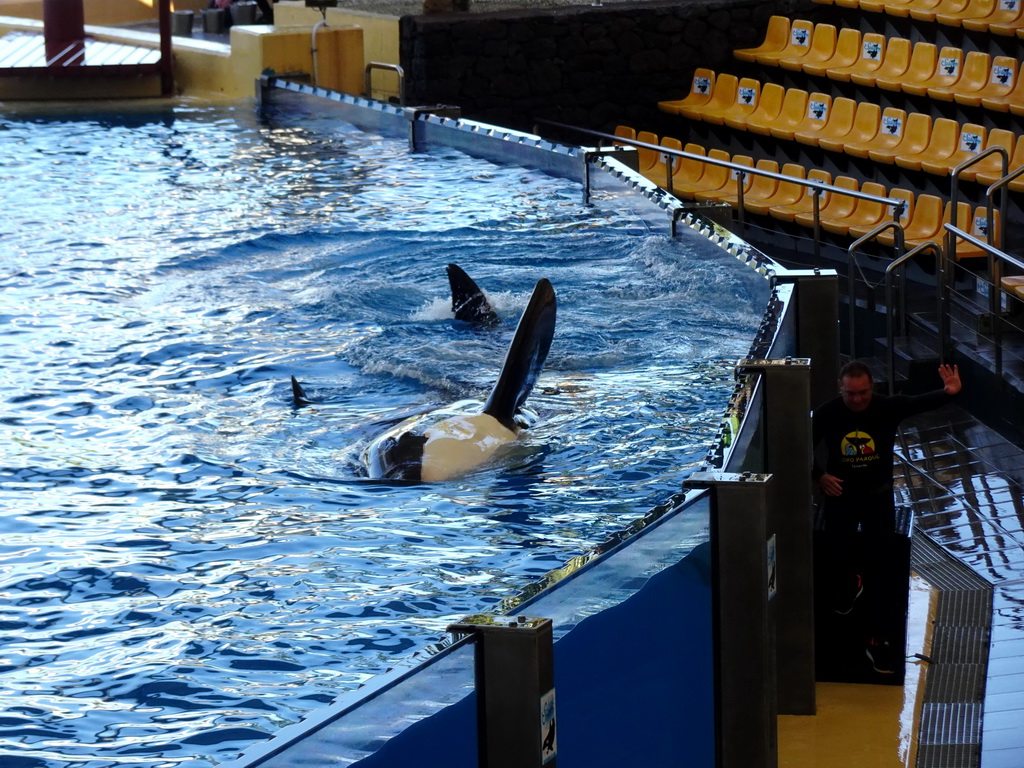 Zookeeper and Orcas at the Orca Ocean at the Loro Parque zoo, during the Orca show