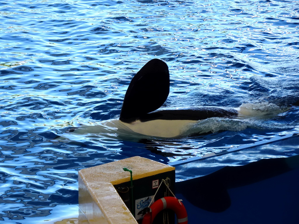 Orca at the Orca Ocean at the Loro Parque zoo, during the Orca show