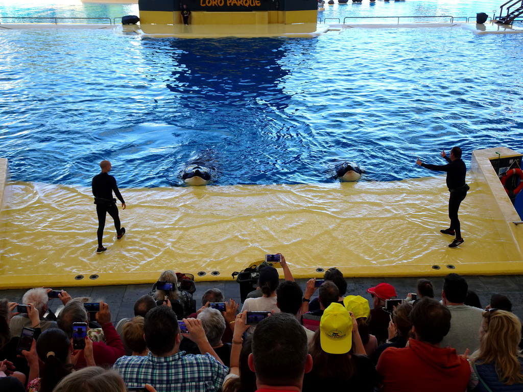 Zookeepers and Orcas at the Orca Ocean at the Loro Parque zoo, during the Orca show