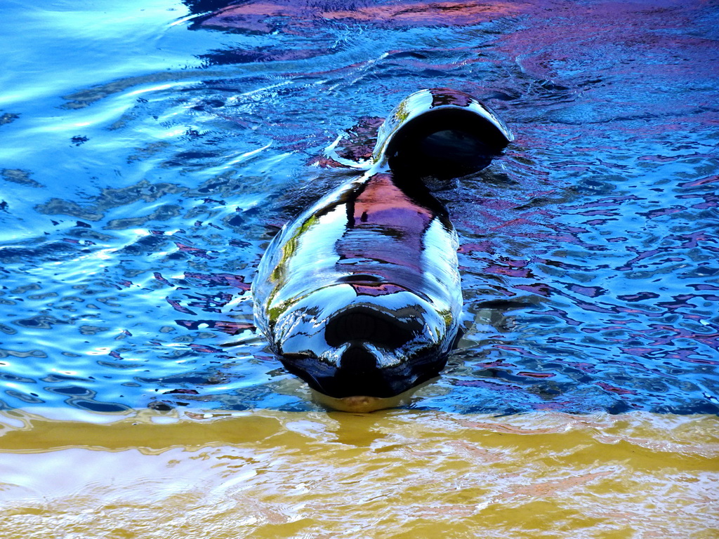 Orca at the Orca Ocean at the Loro Parque zoo, during the Orca show