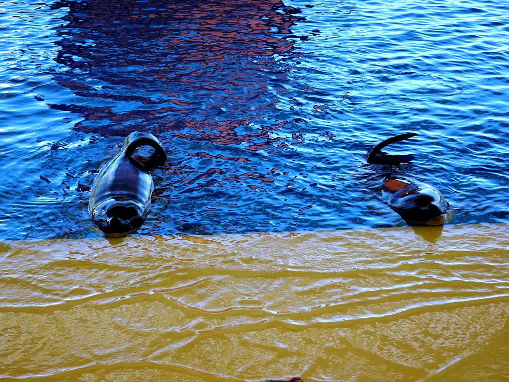 Orcas at the Orca Ocean at the Loro Parque zoo, during the Orca show