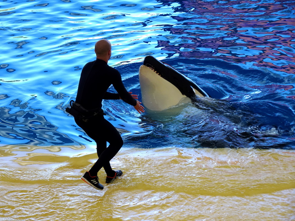 Zookeeper and Orca at the Orca Ocean at the Loro Parque zoo, during the Orca show