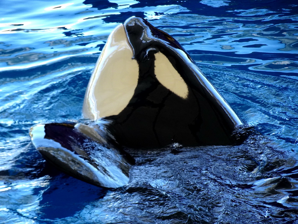 Orca at the Orca Ocean at the Loro Parque zoo, during the Orca show