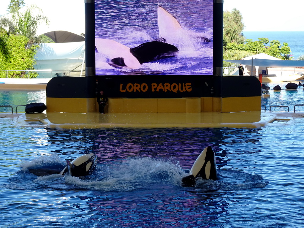 Zookeeper and Orcas at the Orca Ocean at the Loro Parque zoo, during the Orca show