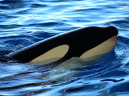 Orca at the Orca Ocean at the Loro Parque zoo, during the Orca show