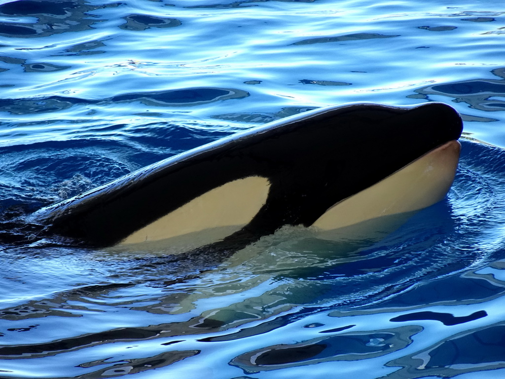 Orca at the Orca Ocean at the Loro Parque zoo, during the Orca show