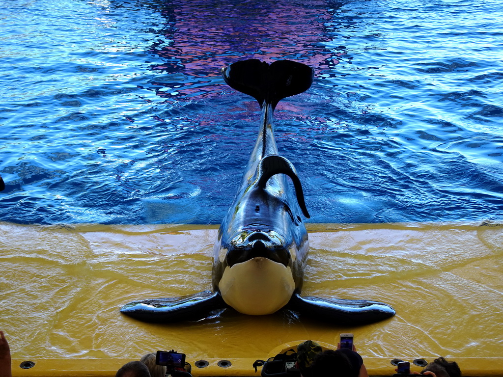 Orca at the Orca Ocean at the Loro Parque zoo, during the Orca show