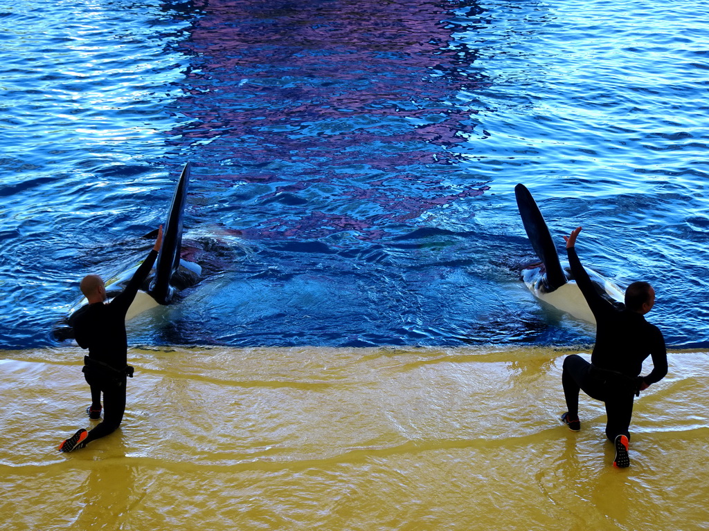 Zookeepers and Orcas at the Orca Ocean at the Loro Parque zoo, during the Orca show