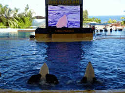 Orcas at the Orca Ocean at the Loro Parque zoo, during the Orca show