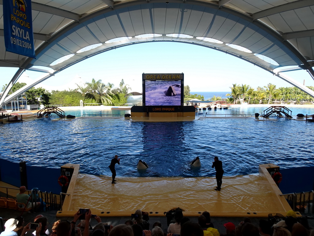 Zookeepers and Orcas at the Orca Ocean at the Loro Parque zoo, during the Orca show