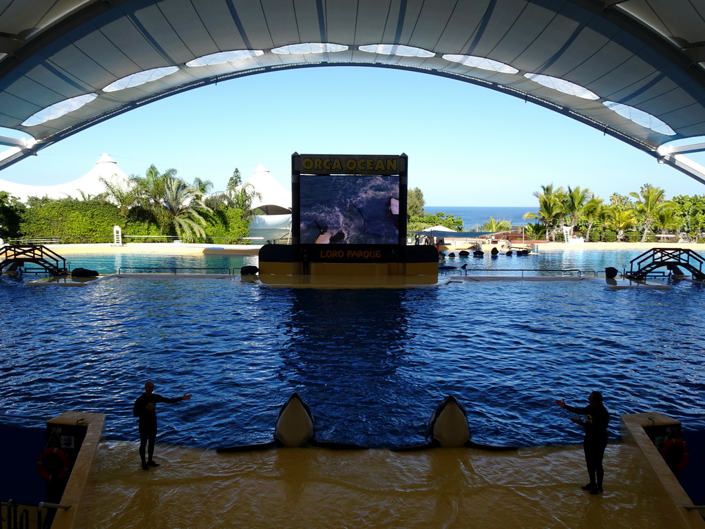 Zookeepers and Orcas at the Orca Ocean at the Loro Parque zoo, during the Orca show